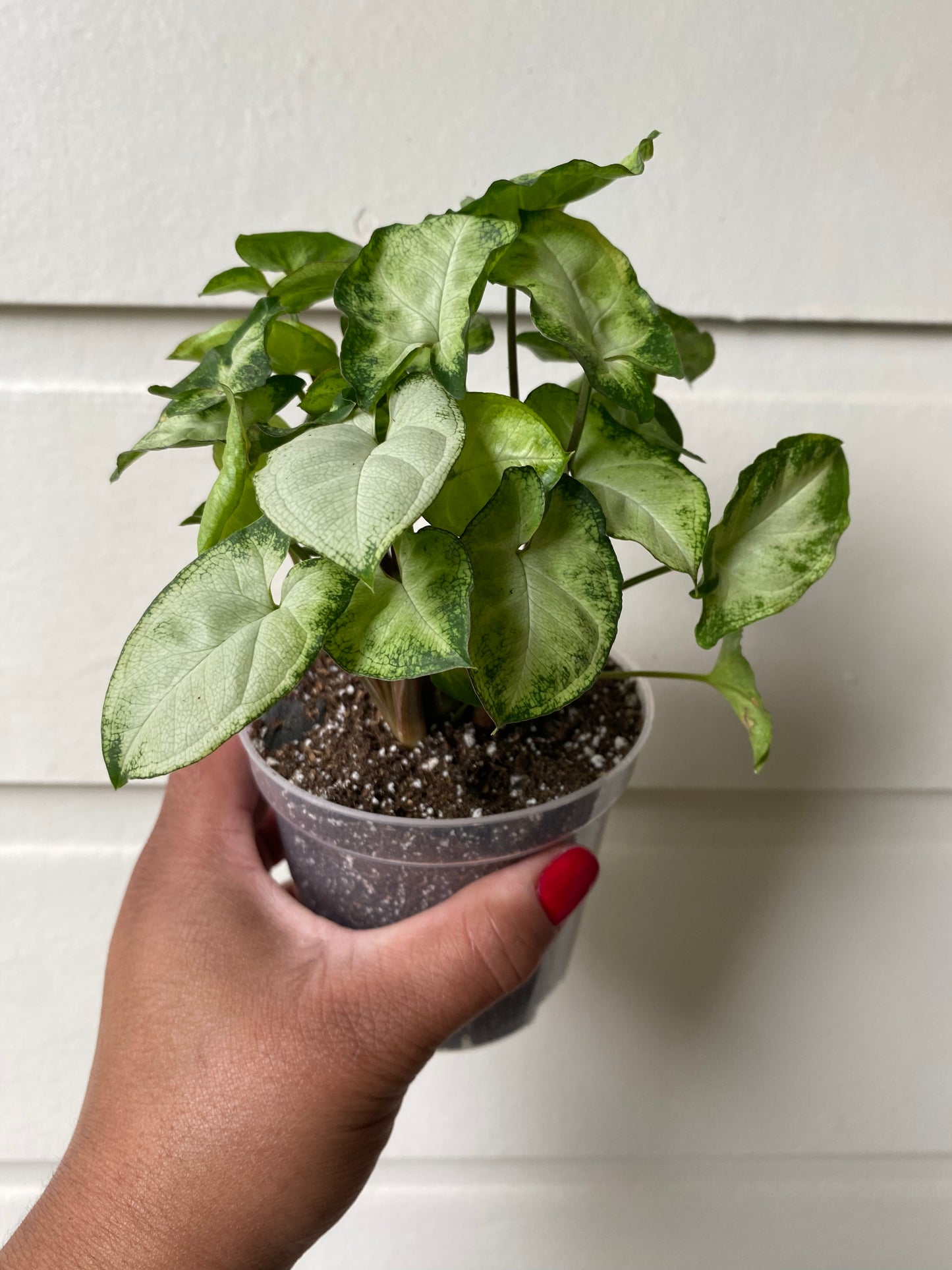 Syngonium Podophyllum 'Pixie' - A