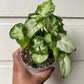 Syngonium Podophyllum 'Pixie' - A