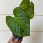 Philodendron Majestic - B