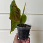 Philodendron Majestic - B