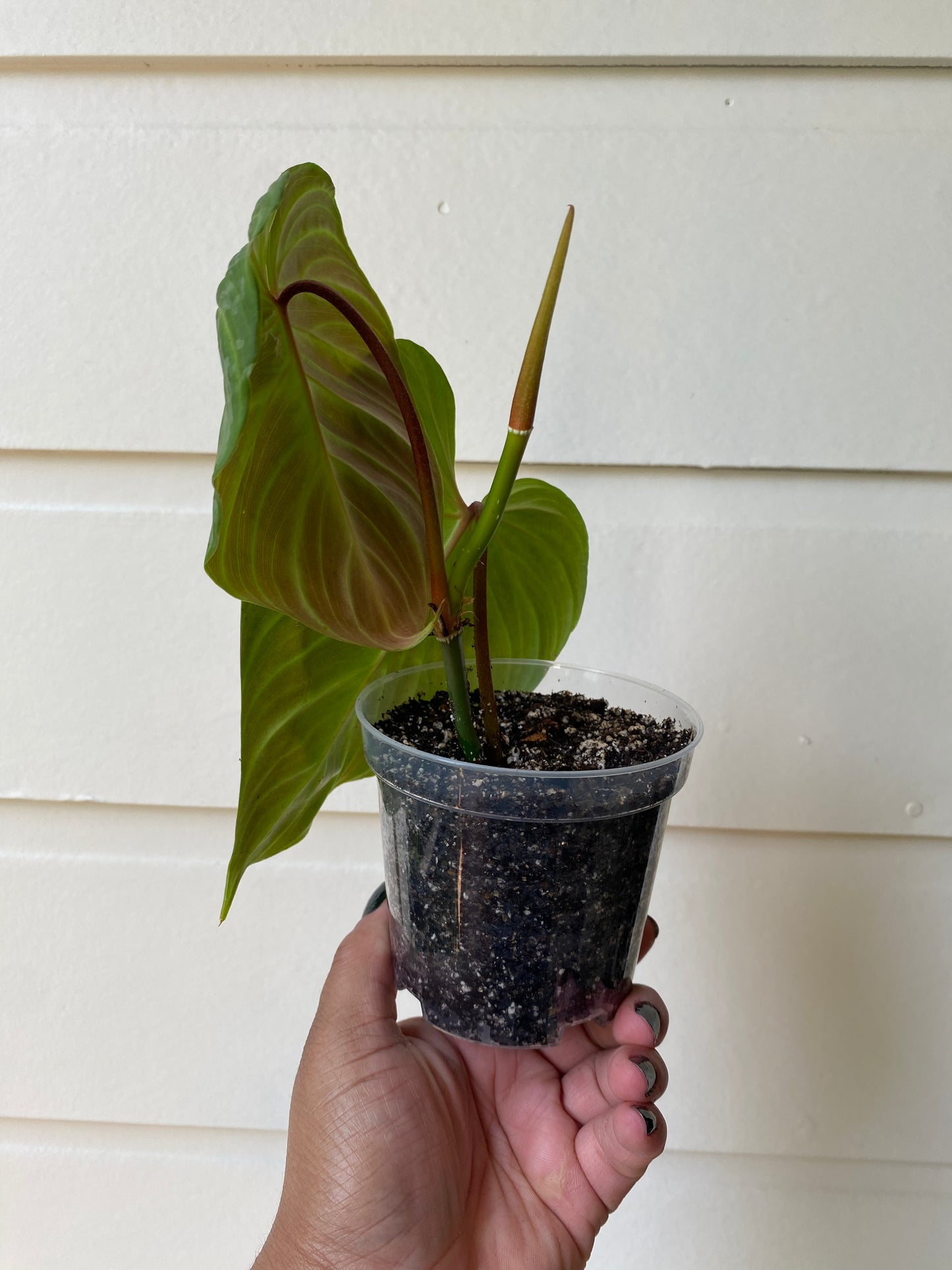 Philodendron Majestic - B