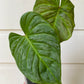 Philodendron Majestic - B