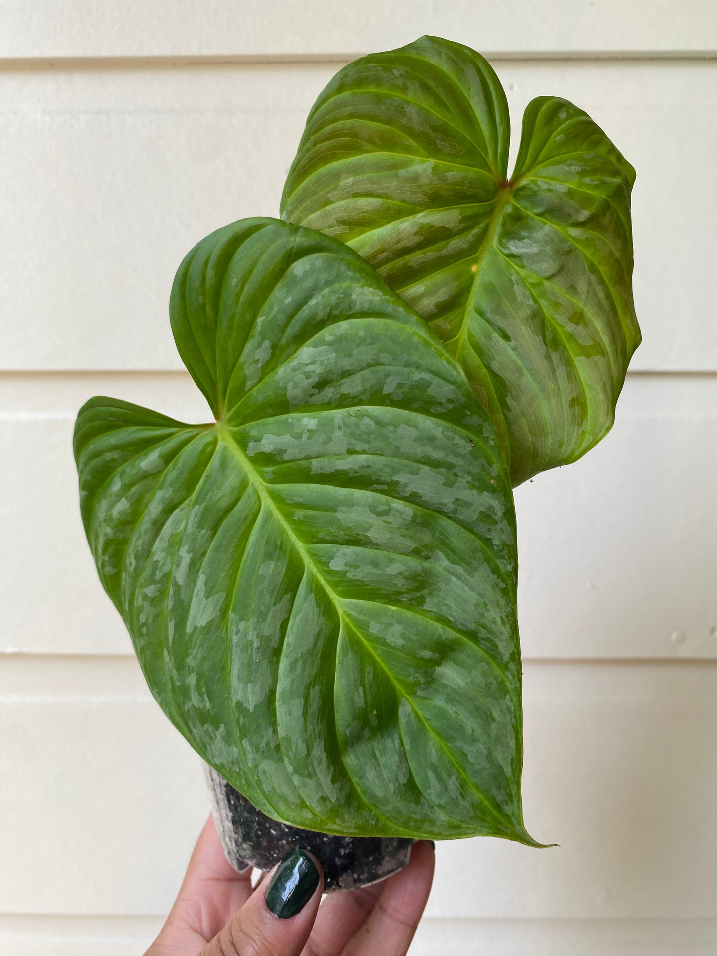 Philodendron Majestic - B