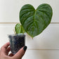 Philodendron Majestic - C