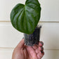 Philodendron Majestic - C