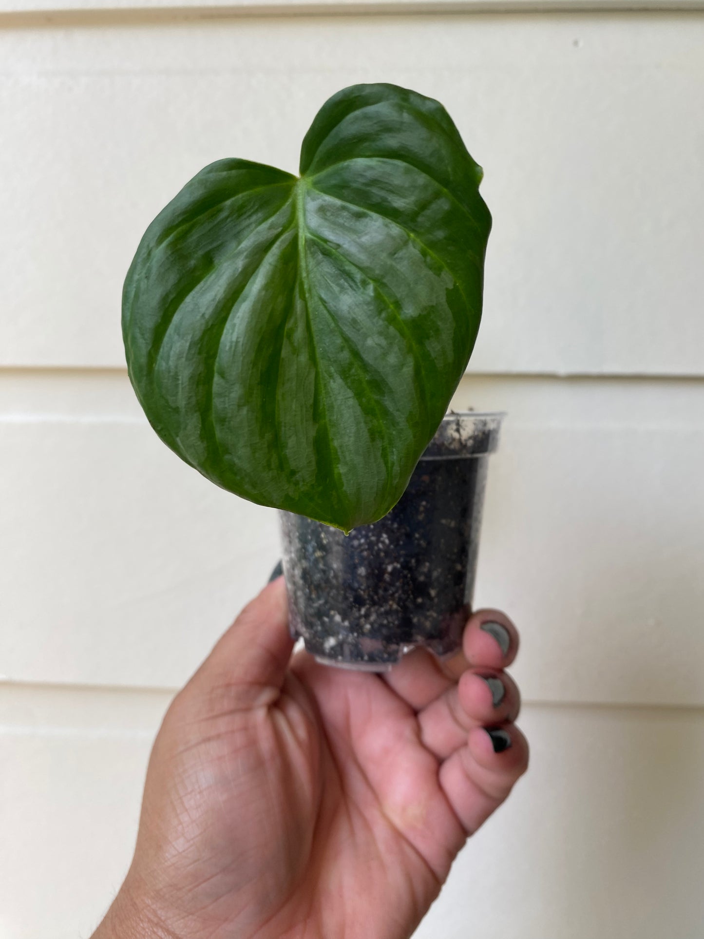 Philodendron Majestic - C