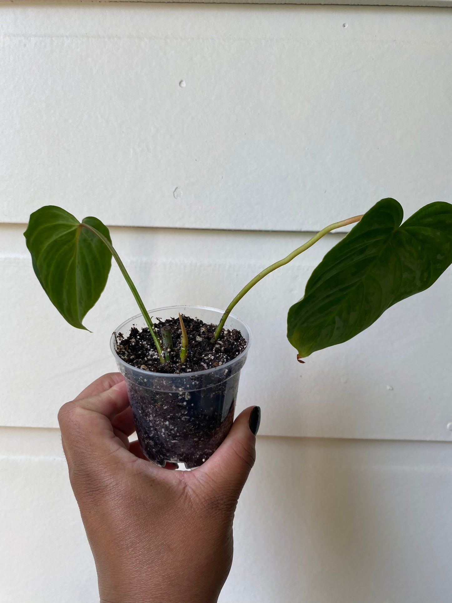 Philodendron Majestic - C