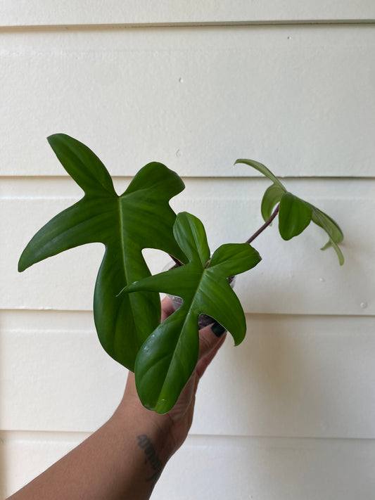 Philodendron Florida Green - B