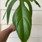 Philodendron pedatum 'Florida Ghost' - Unrooted Cutting