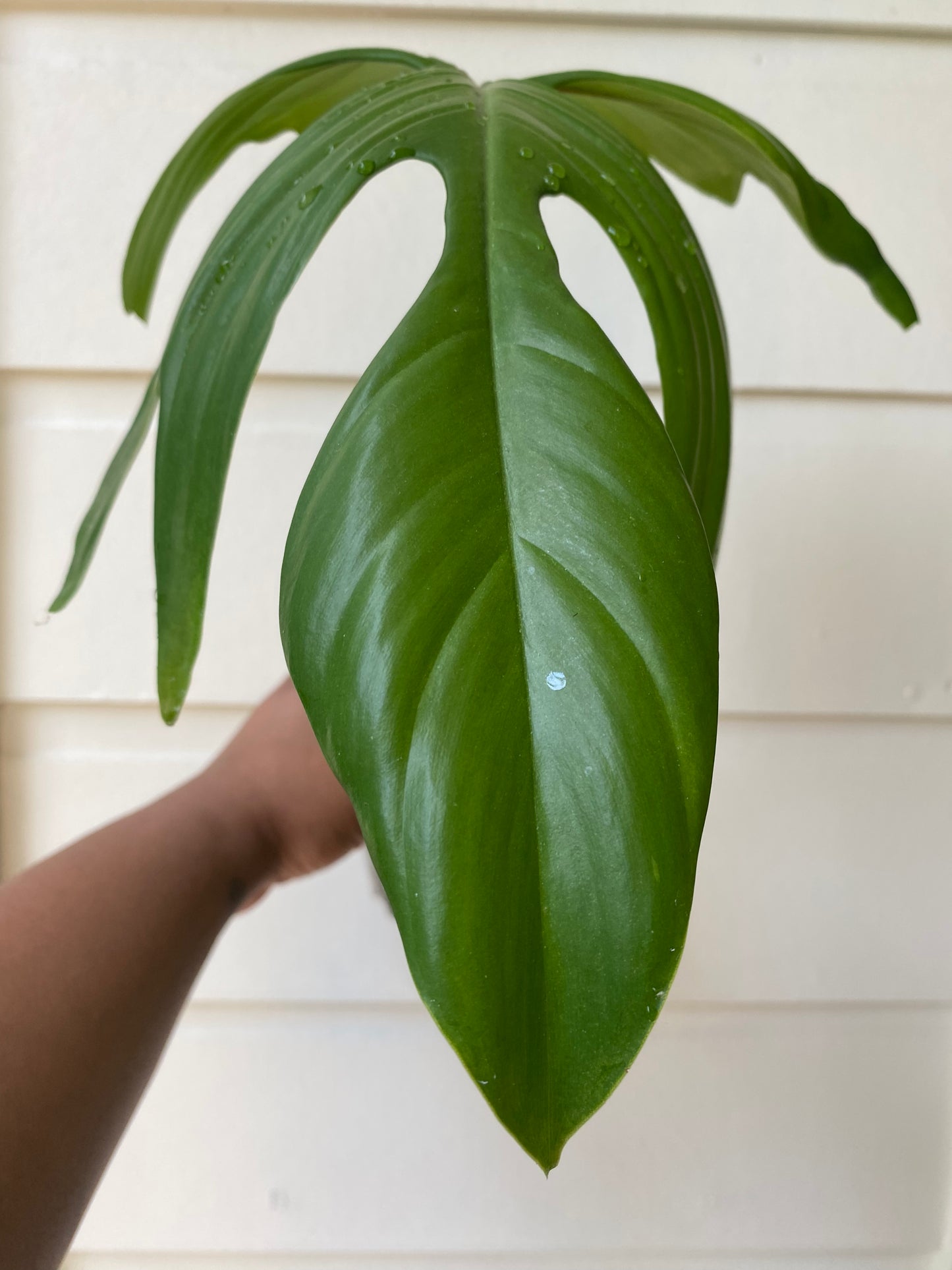 Philodendron pedatum 'Florida Ghost' - Unrooted Cutting