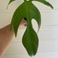 Philodendron pedatum 'Florida Ghost' - Unrooted Cutting