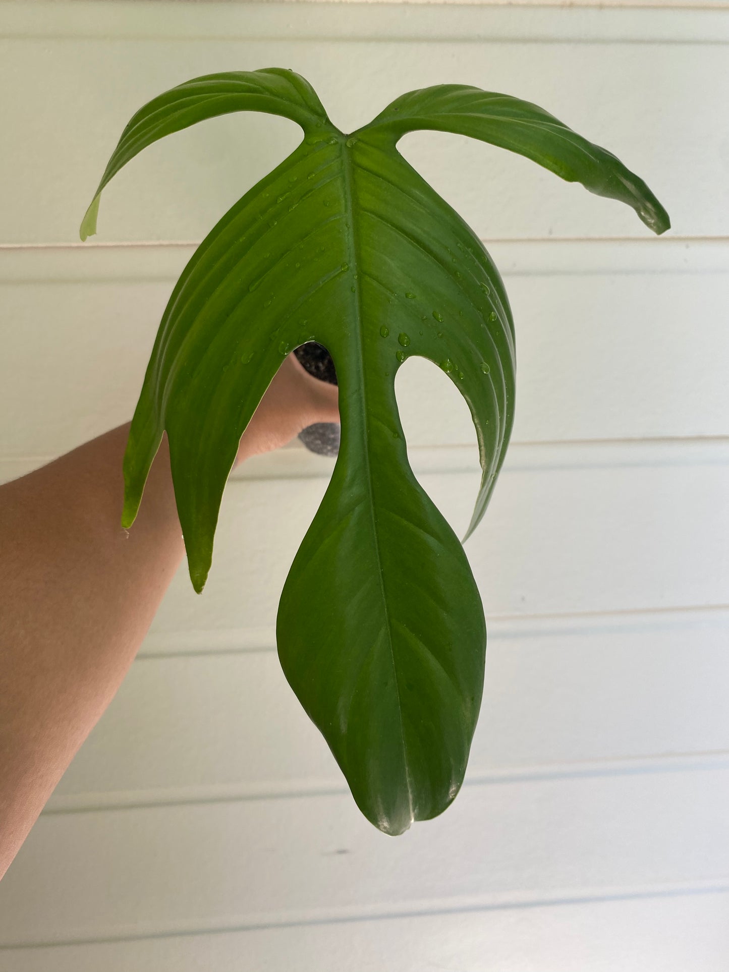 Philodendron pedatum 'Florida Ghost' - Unrooted Cutting