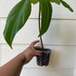 Philodendron pedatum 'Florida Ghost' - Unrooted Cutting