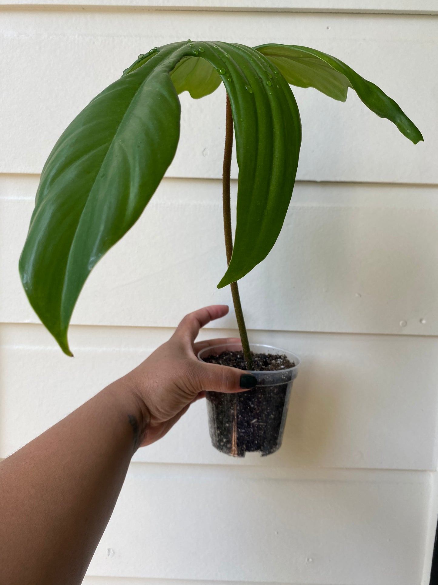 Philodendron pedatum 'Florida Ghost' - Unrooted Cutting