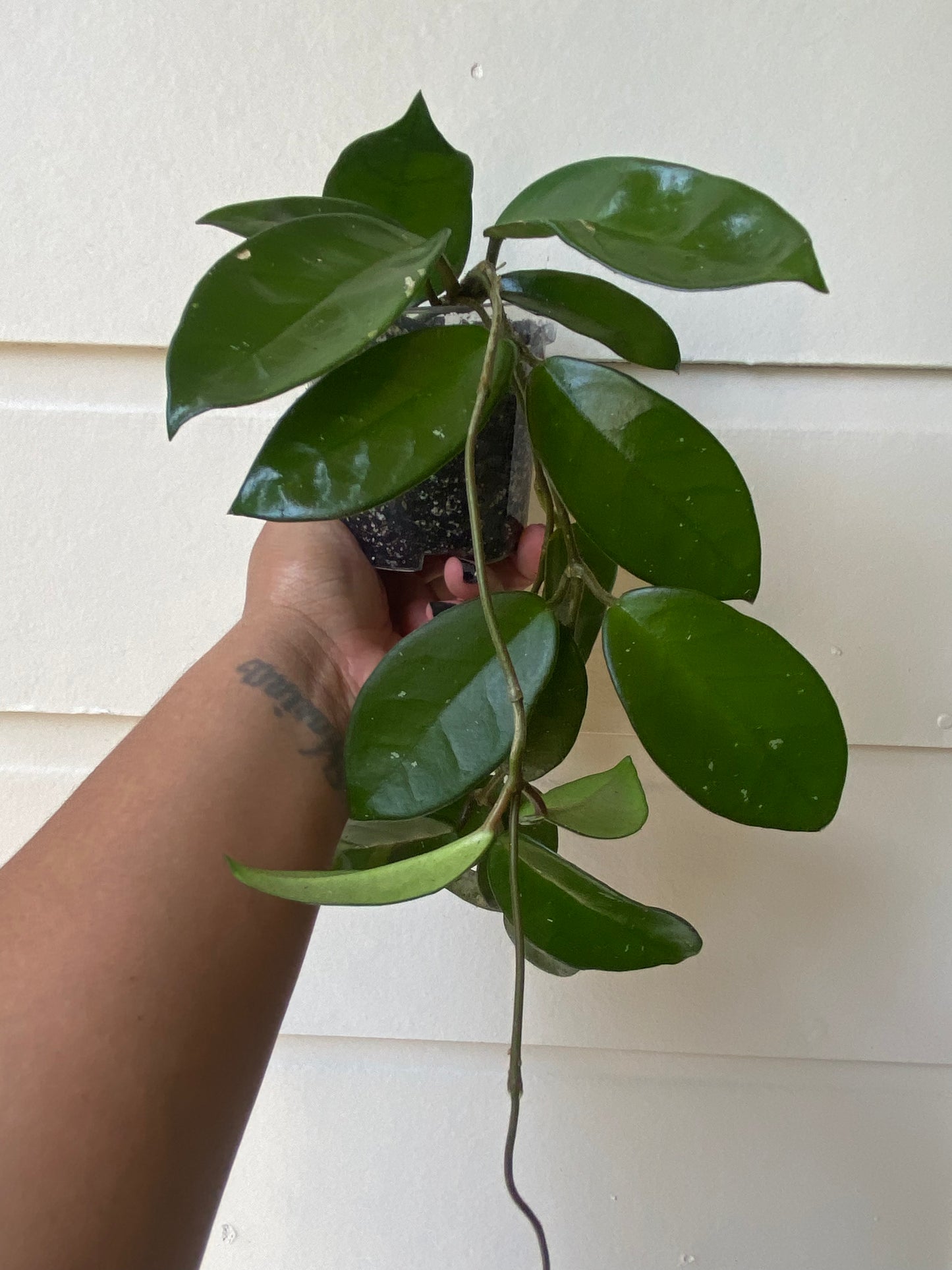 Hoya Carnosa - B