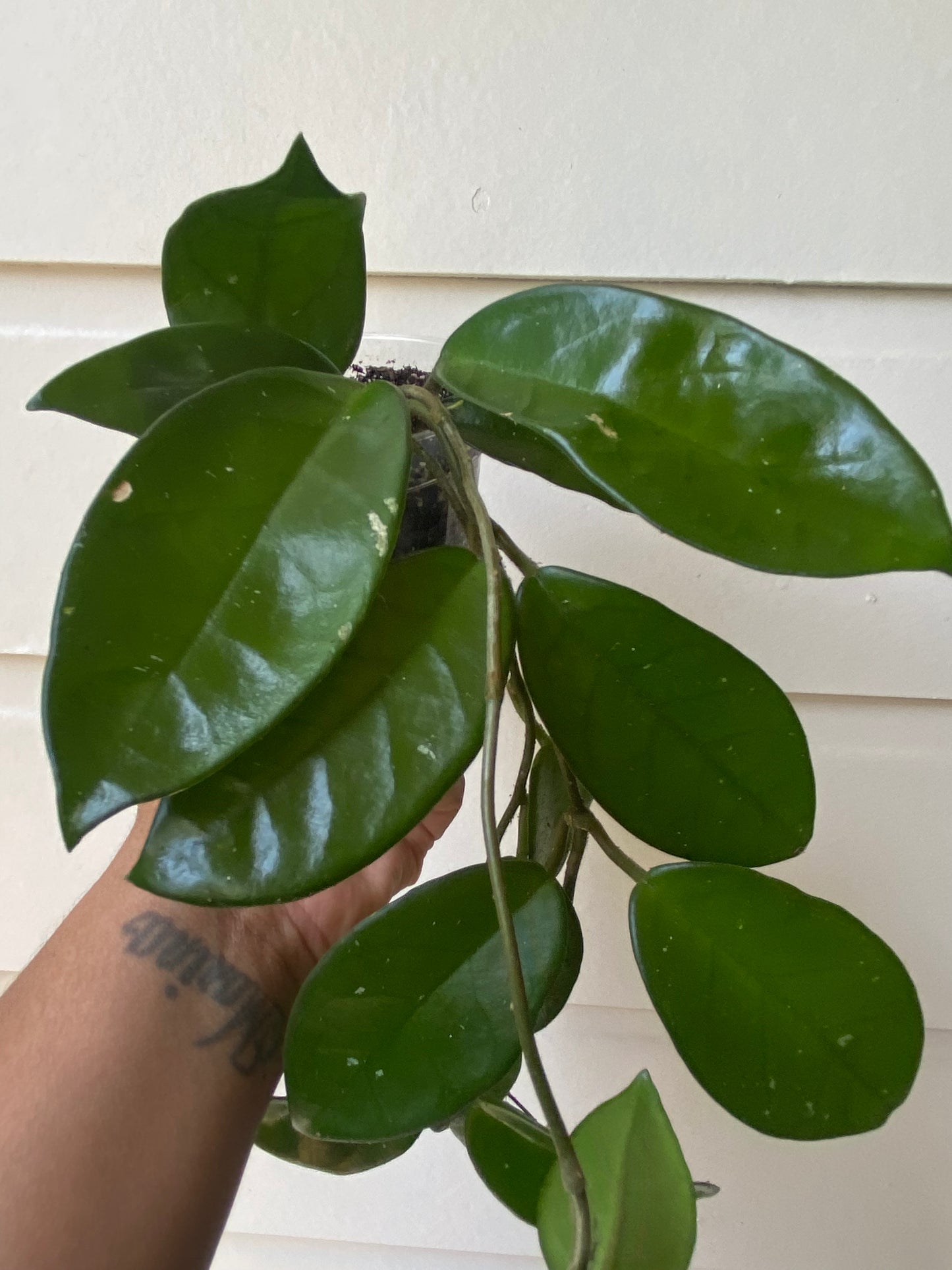 Hoya Carnosa - B