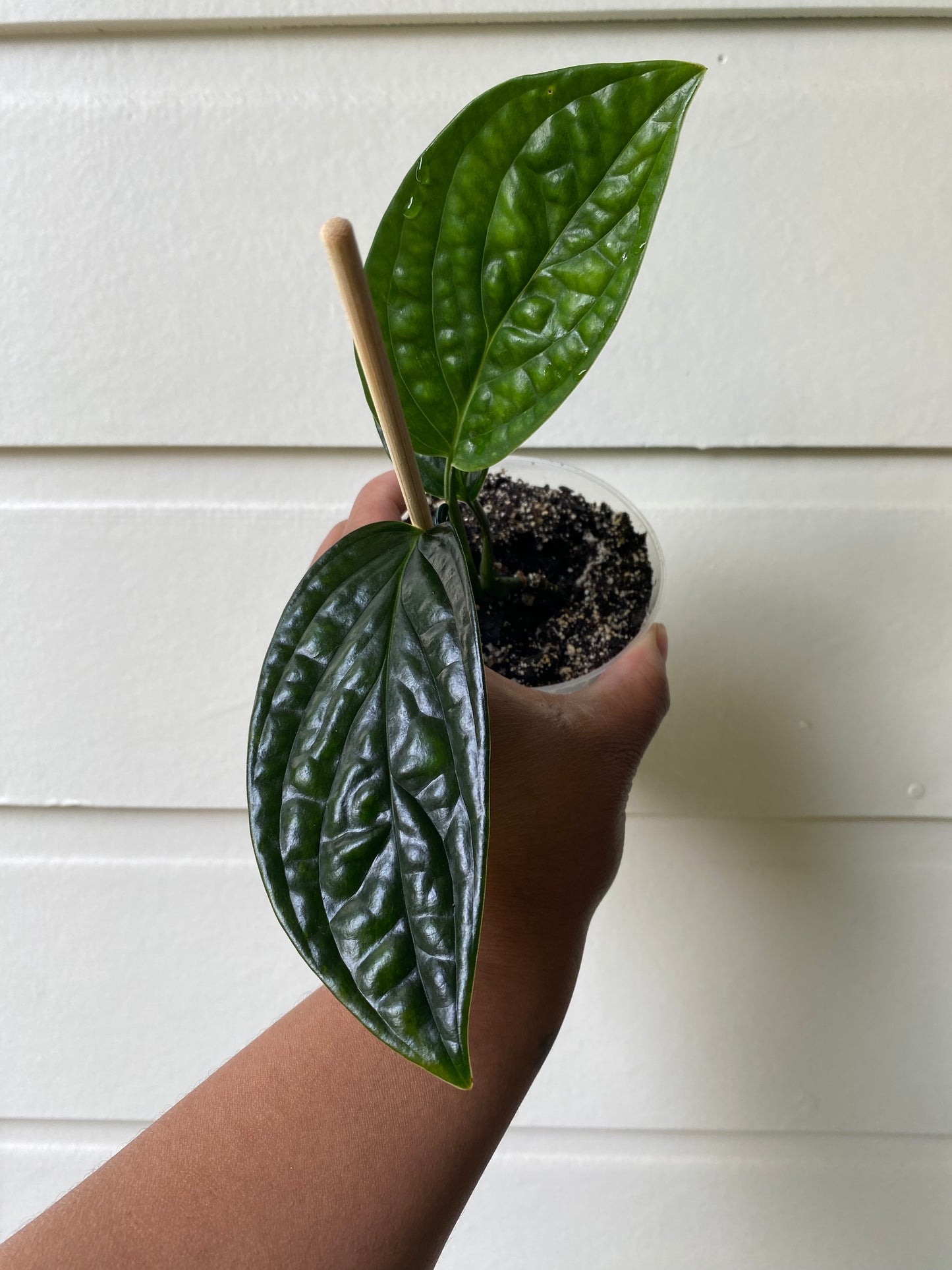 Monstera karstenianum 'Peru'