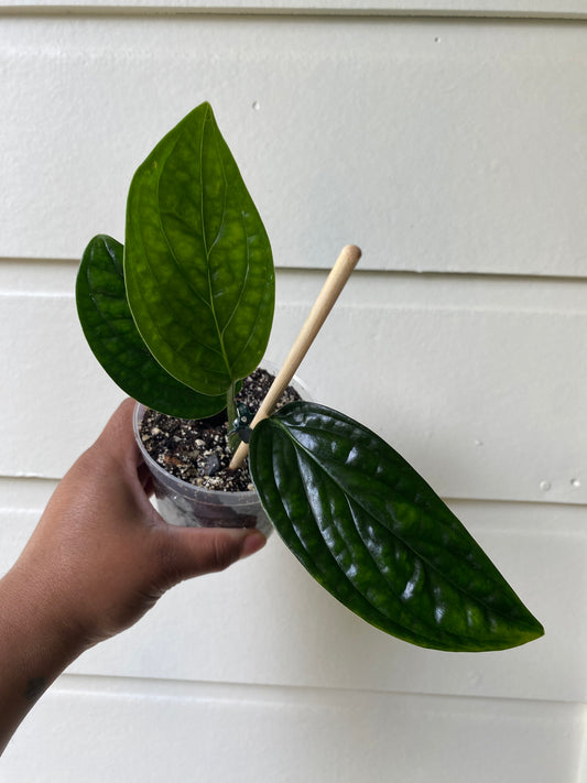 Monstera karstenianum 'Peru'