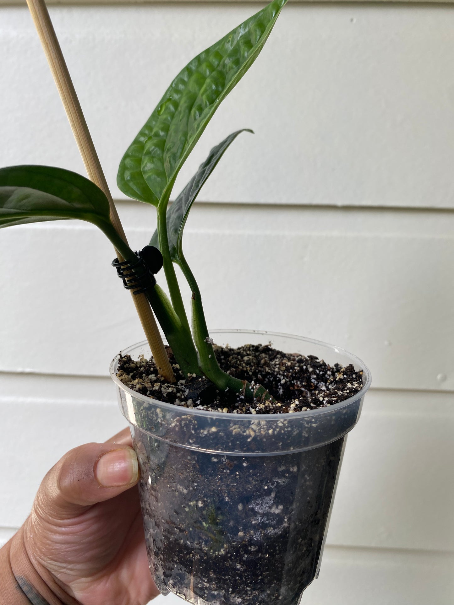 Monstera karstenianum 'Peru'