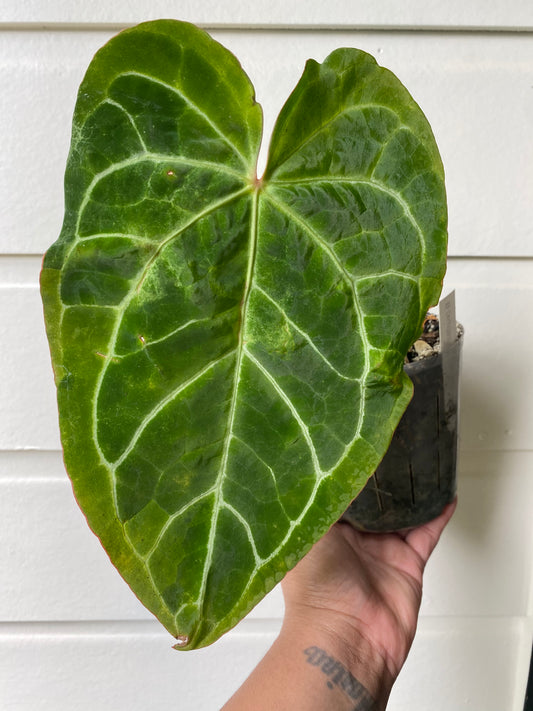 Anthurium Crystallinum Hybrid NOID