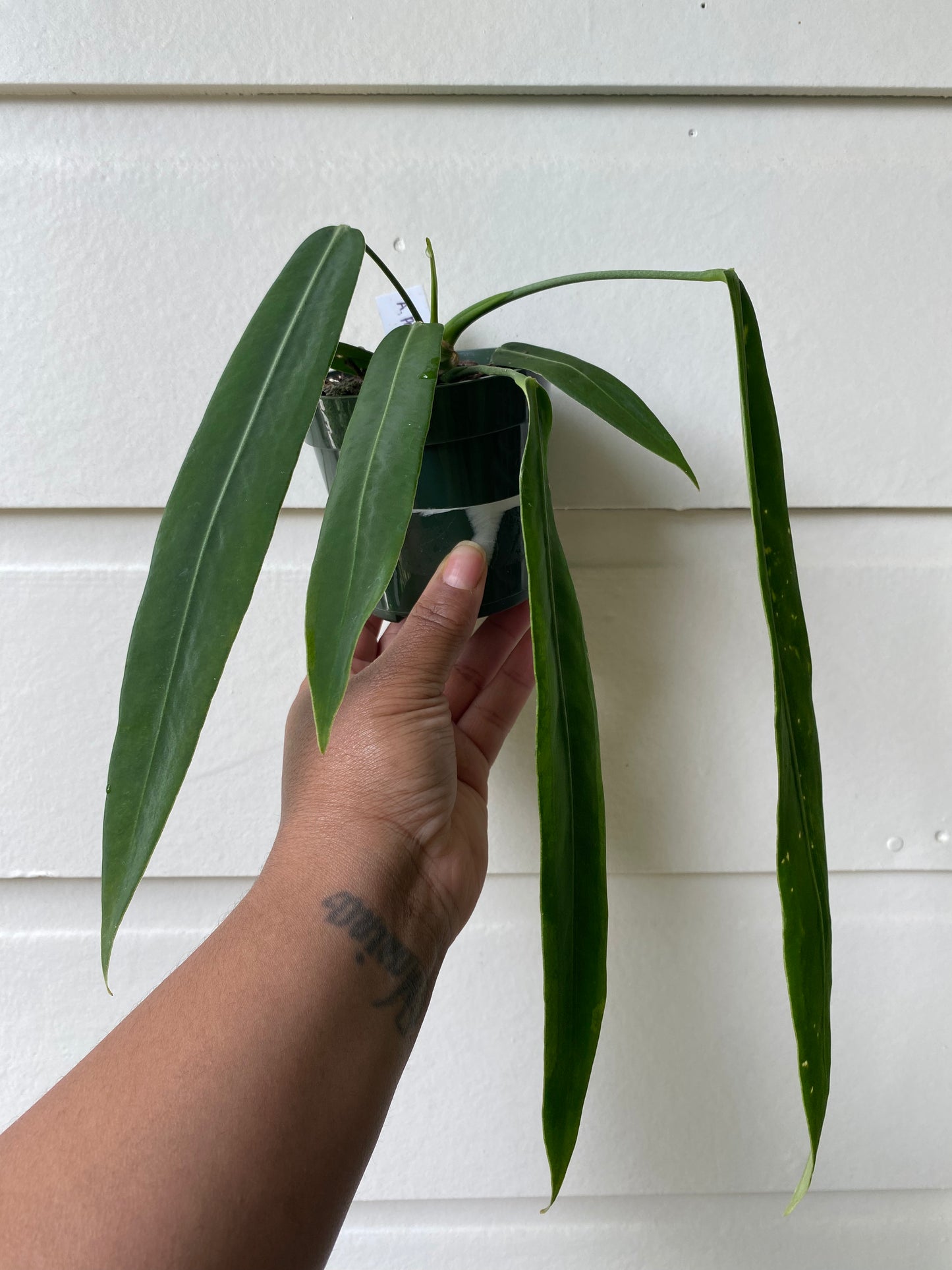 Anthurium Pallidiflorum