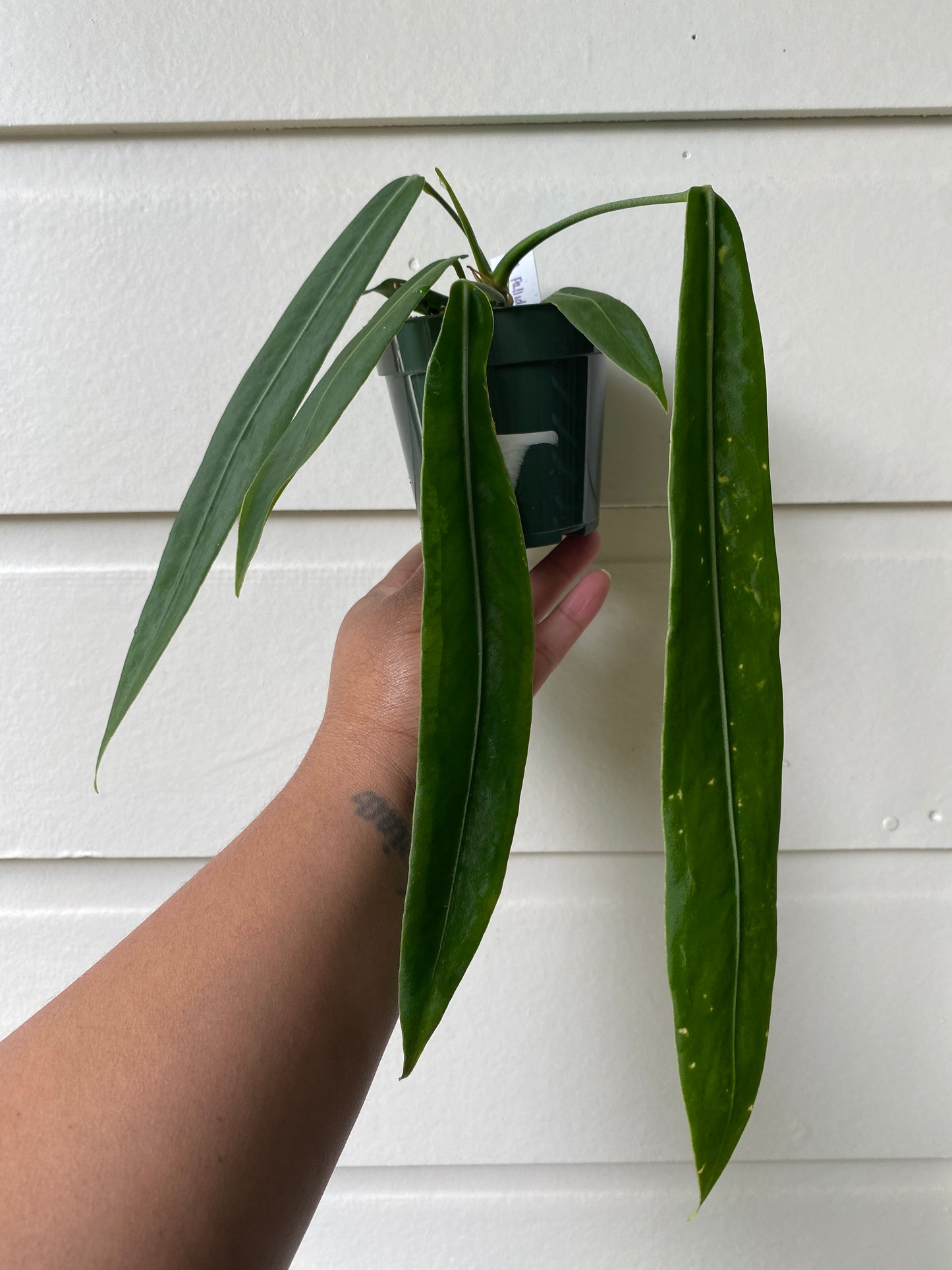 Anthurium Pallidiflorum