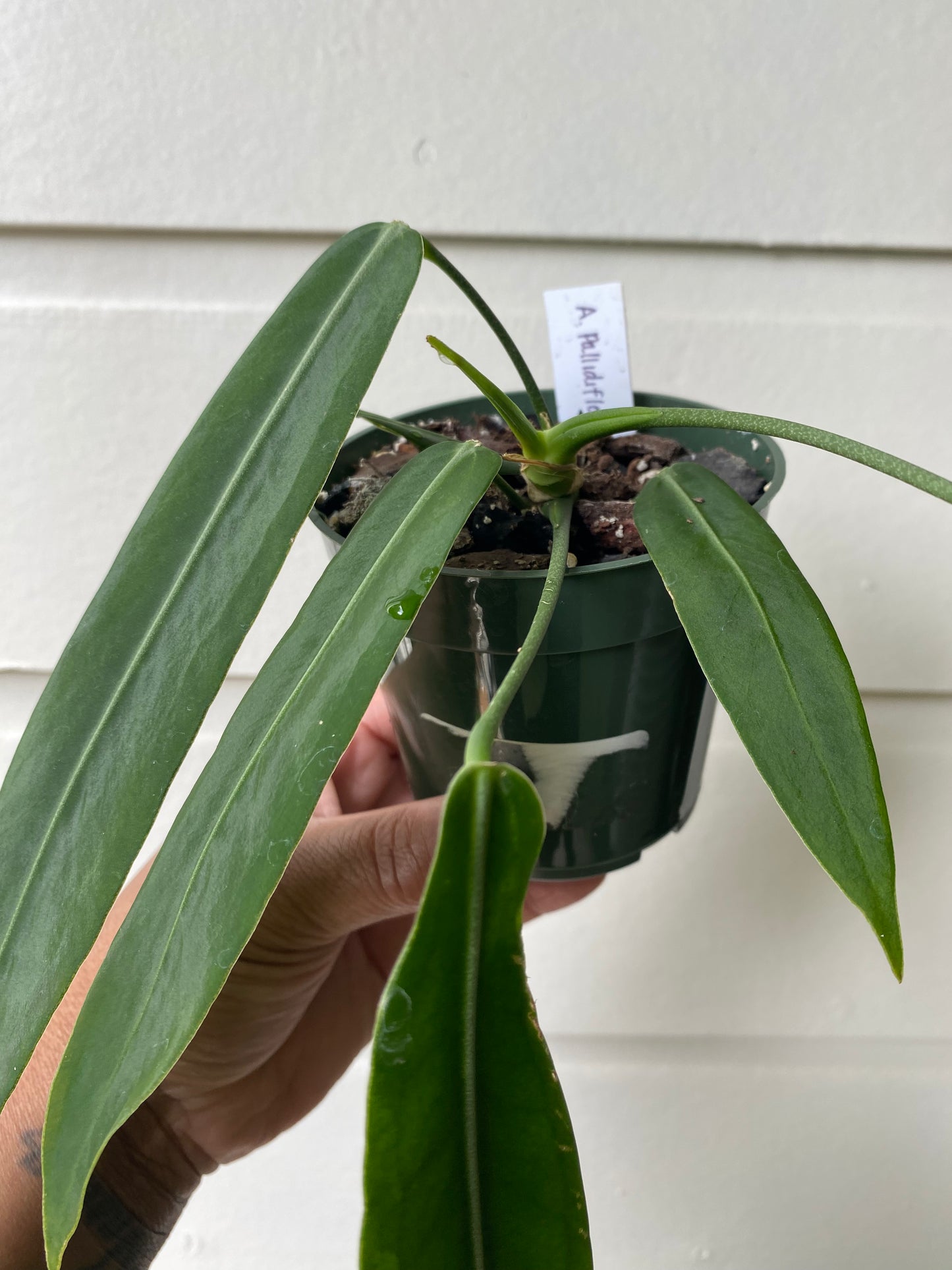 Anthurium Pallidiflorum