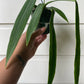 Anthurium Pallidiflorum