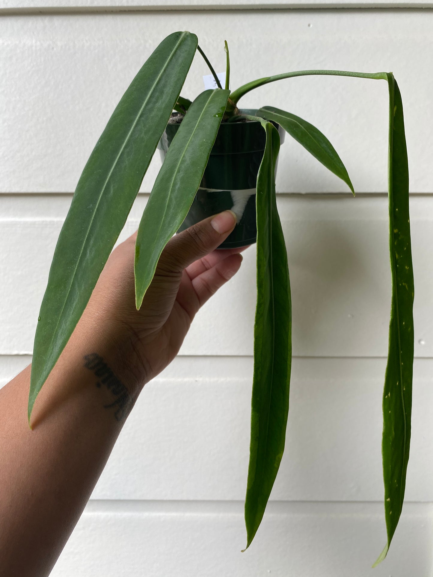 Anthurium Pallidiflorum