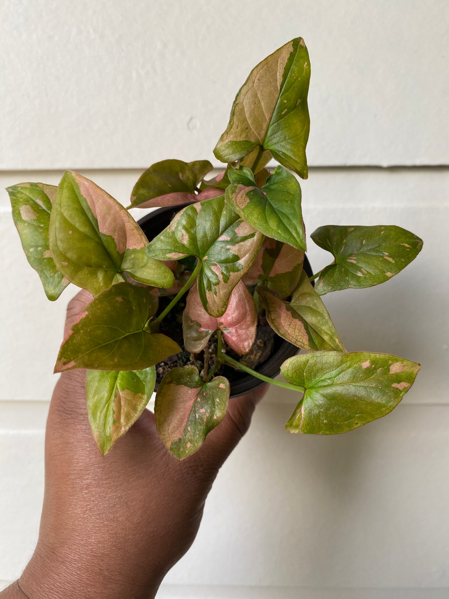 Syngonium Pink Splash