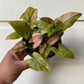 Syngonium Pink Splash