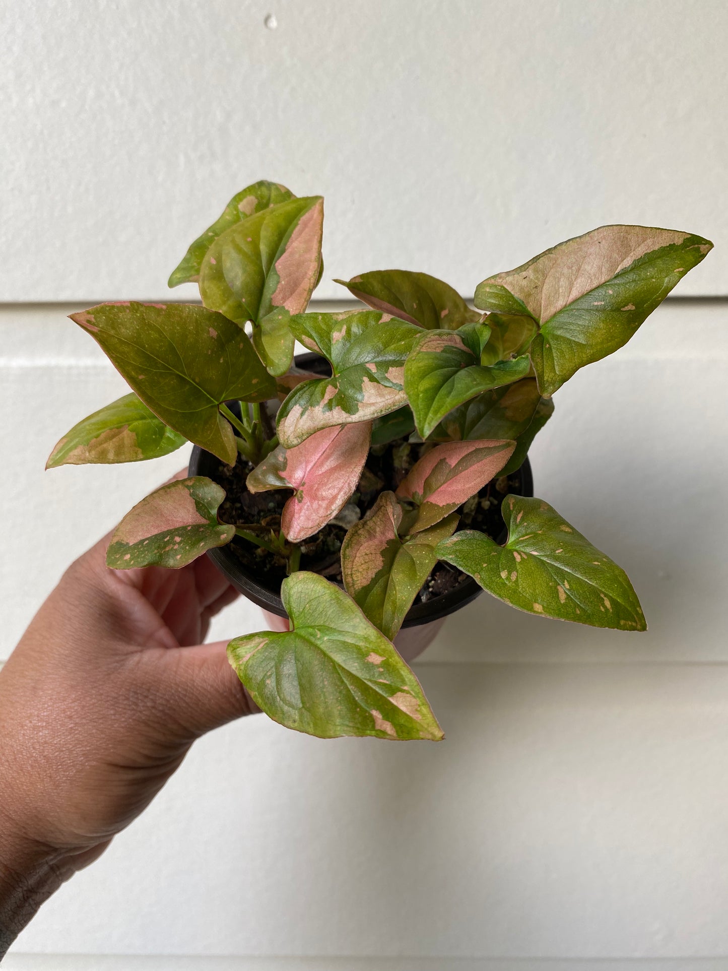 Syngonium Pink Splash