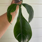 Philodendron 69686 'Bette Waterbury'