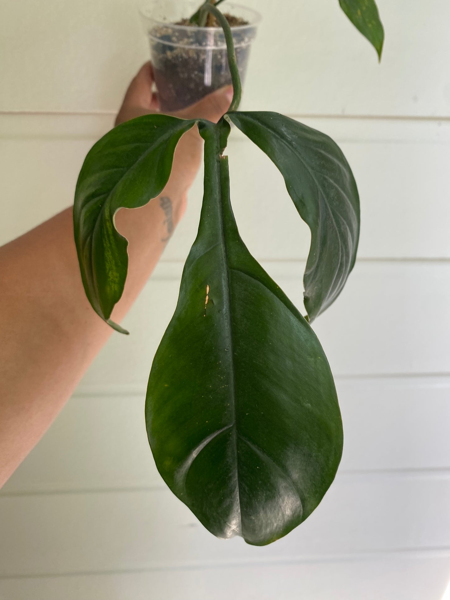 Philodendron 69686 'Bette Waterbury'