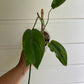 Philodendron 69686 'Bette Waterbury'