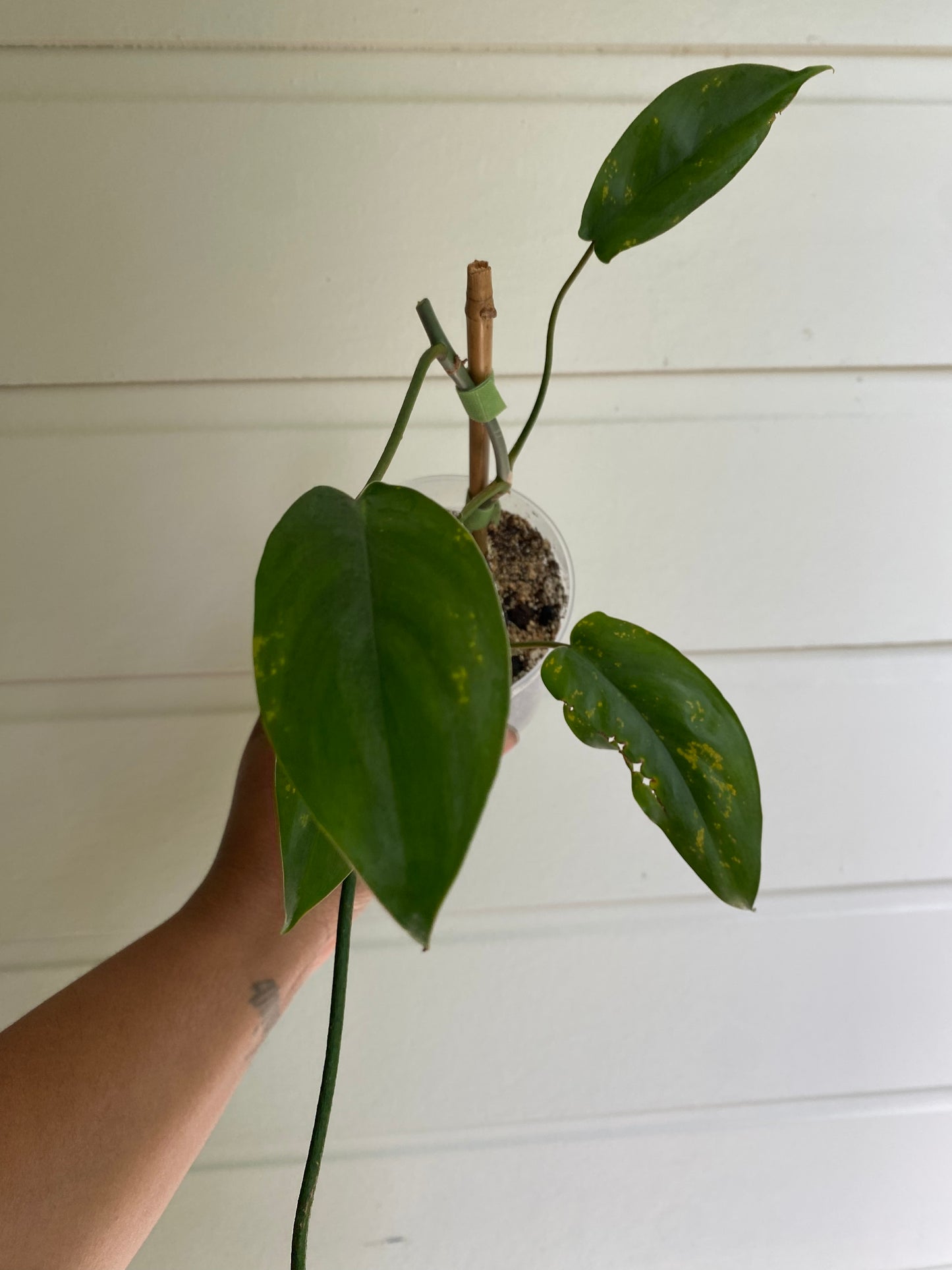 Philodendron 69686 'Bette Waterbury'