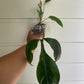 Philodendron 69686 'Bette Waterbury'