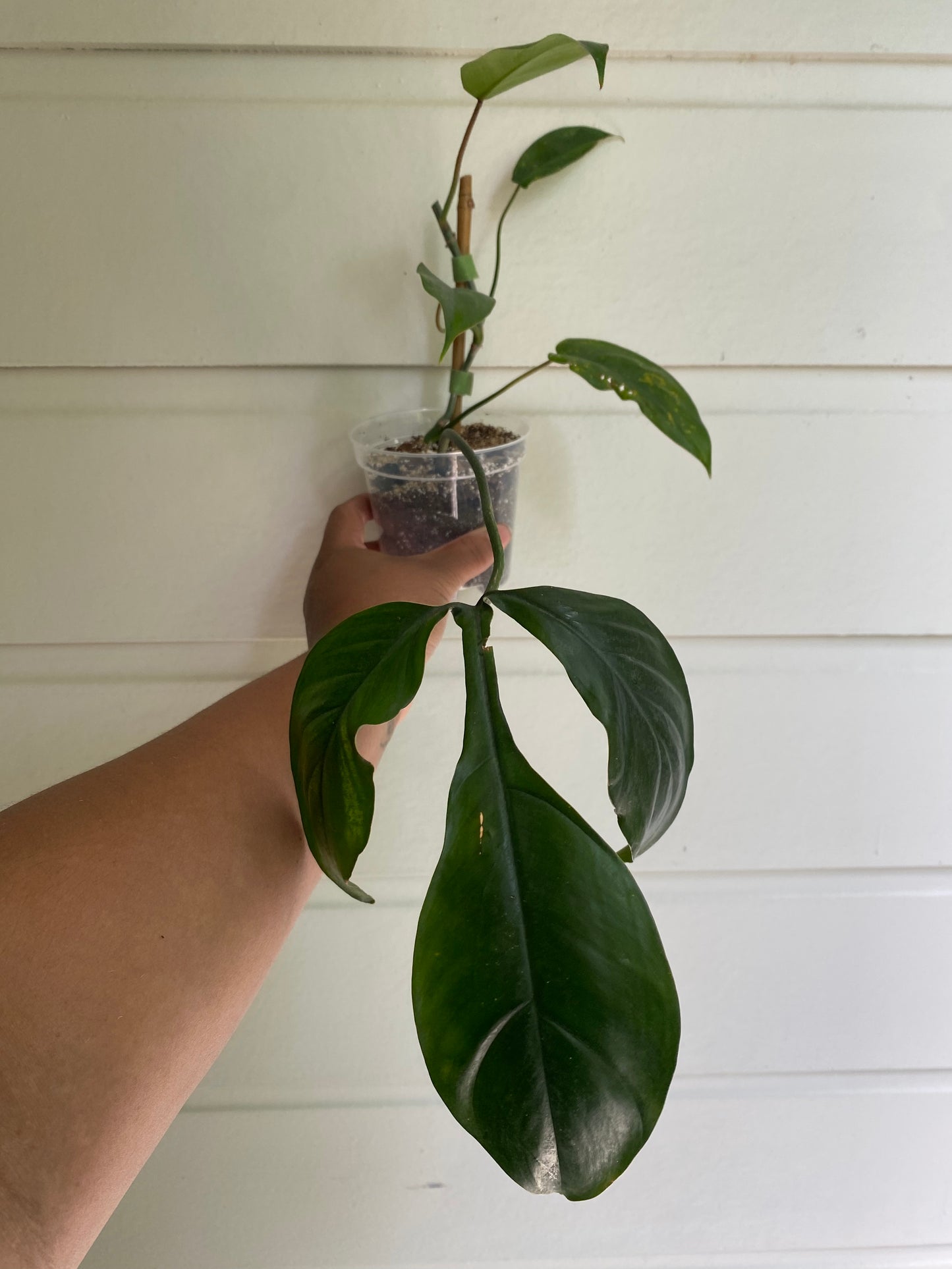 Philodendron 69686 'Bette Waterbury'