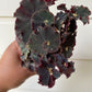 Begonia Rex 'Black'