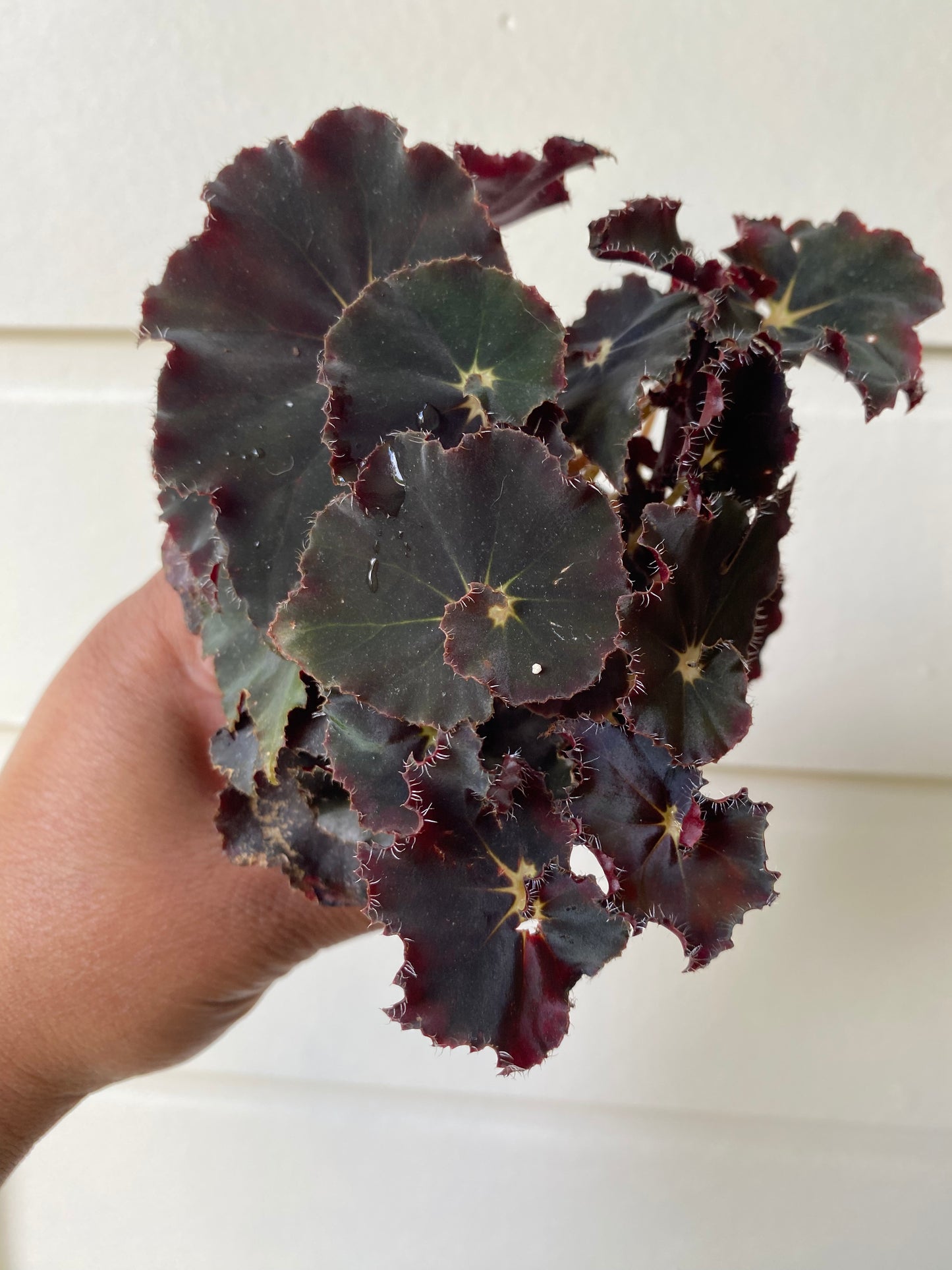 Begonia Rex 'Black'