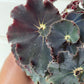 Begonia Rex 'Black'