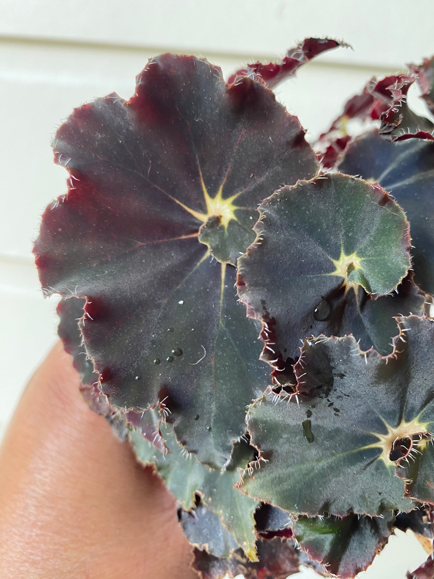 Begonia Rex 'Black'