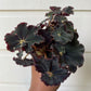 Begonia Rex 'Black'