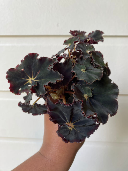 Begonia Rex 'Black'