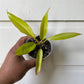 Philodendron Golden Dragon (ROF Gold)