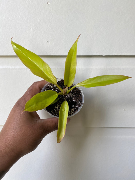 Philodendron Golden Dragon (ROF Gold)