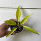 Philodendron Golden Dragon (ROF Gold)