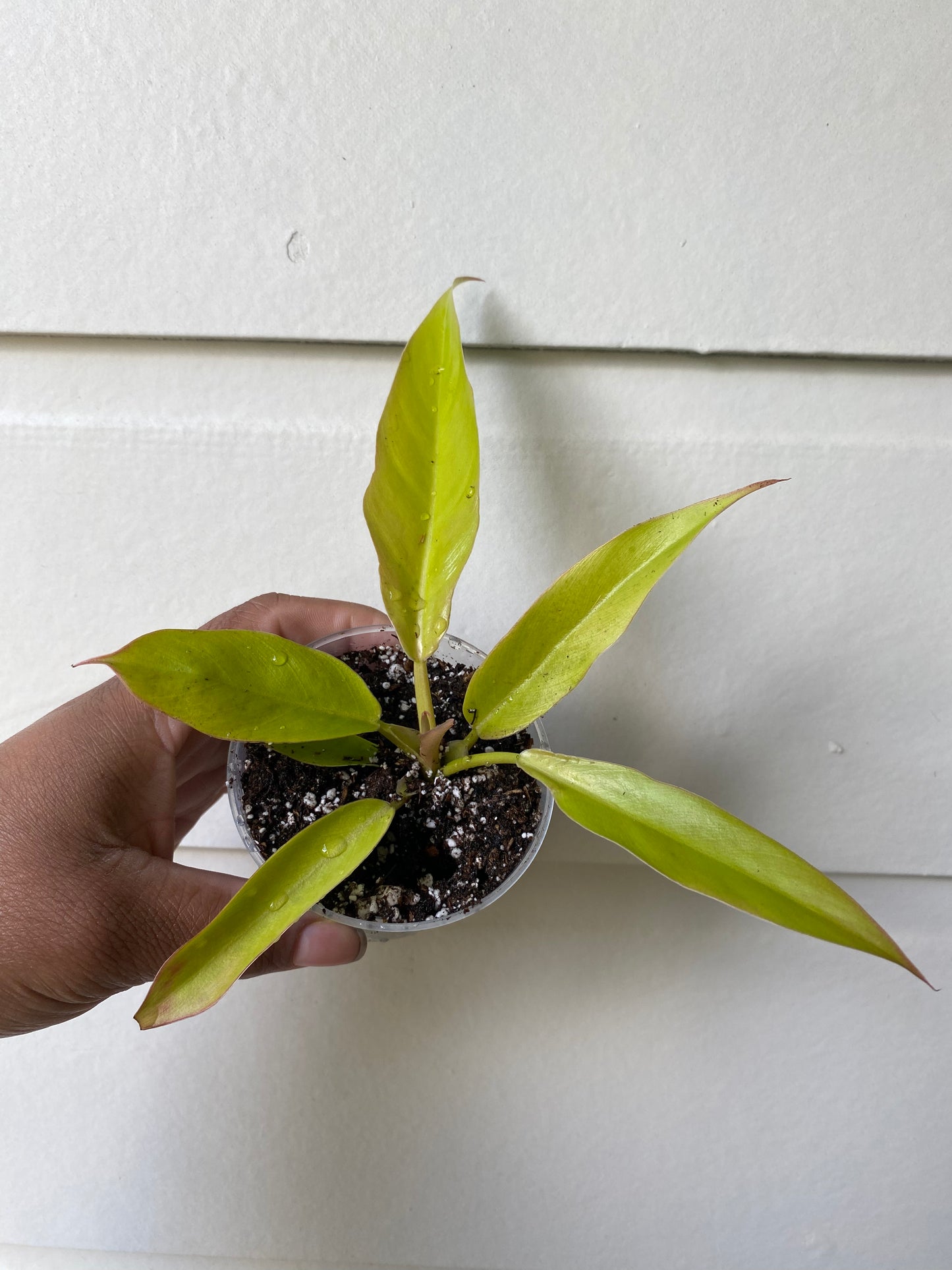 Philodendron Golden Dragon (ROF Gold)