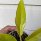 Philodendron Golden Dragon (ROF Gold)