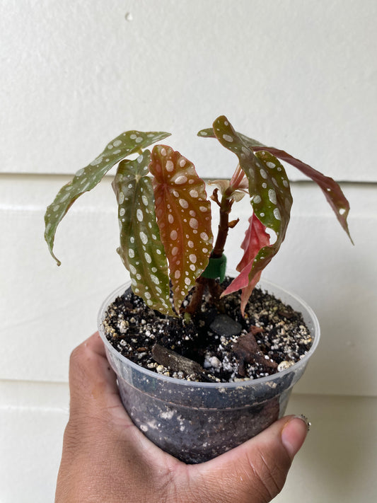 Begonia Maculata 'Polka Dot' - B